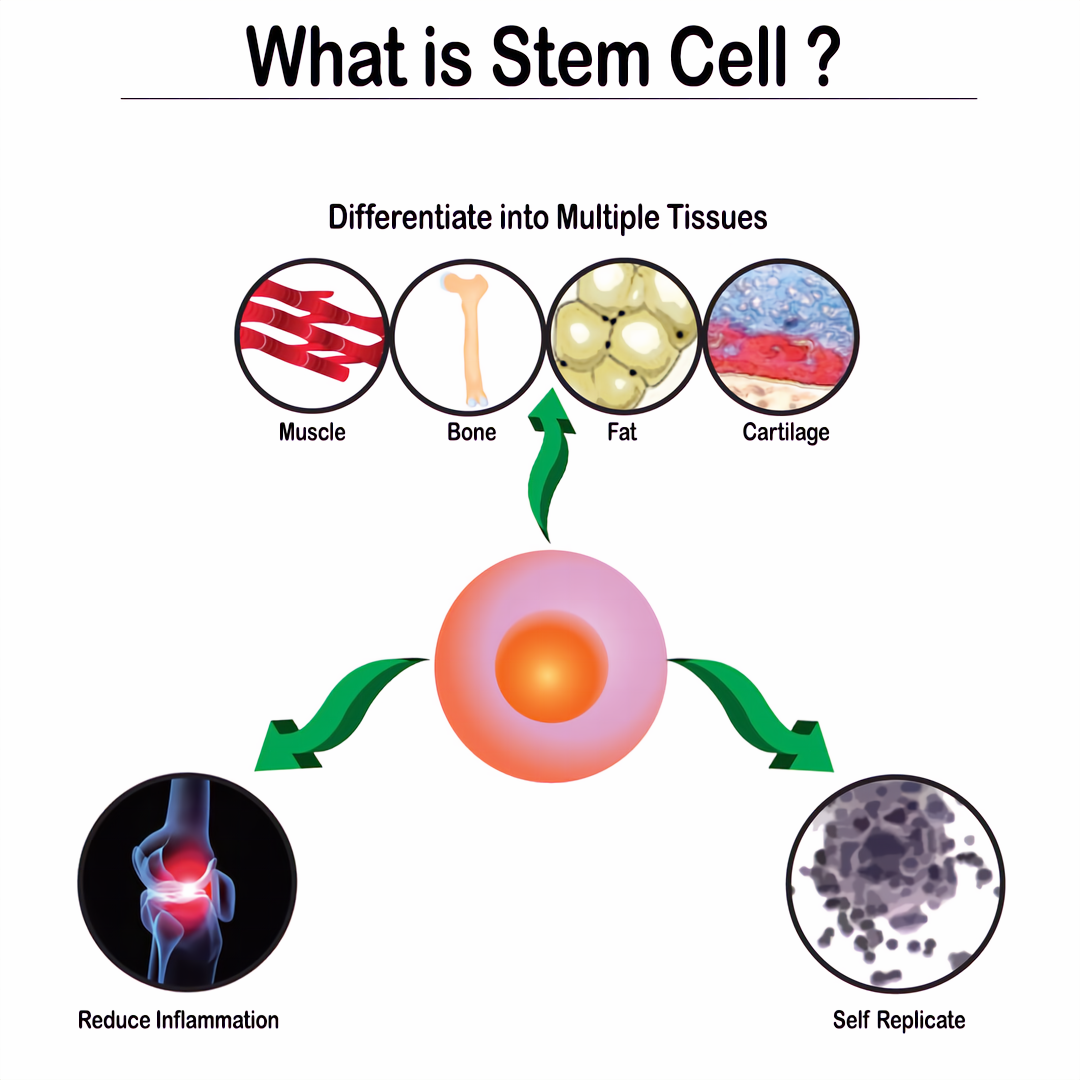 Как работают стволовые клетки