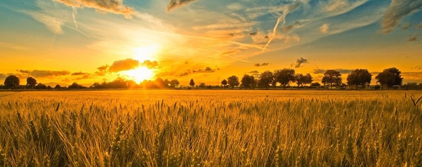 Пшеничные поля Украины